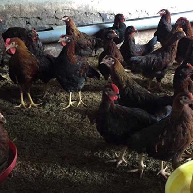 Bán gà D300 giống chuẩn giá rẻ