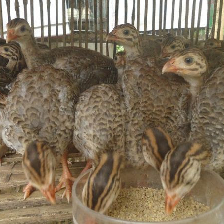 Bán gà sao giống chuẩn giá rẻ