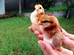 Hướng dẫn chọn gà giống đạt chất lượng giống tốt